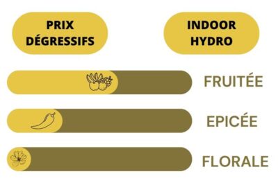 Description - ICE KUSH- Fleur de CBD PRIX Dégressifs Fruitée, épicée et florale