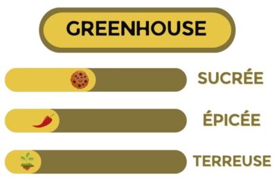 Description - Cookie KUSH - Fleur CBD
Sucrée, épicée et terreuse 